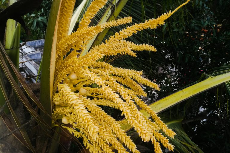 coconut flowers