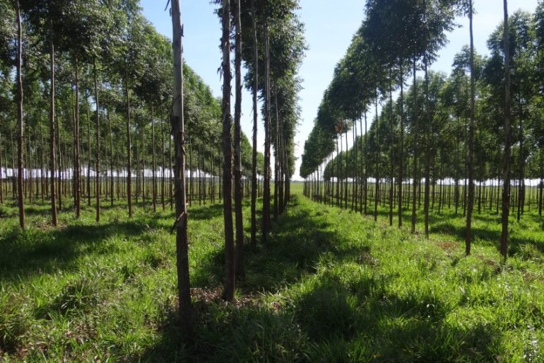 Paraguay Carbon Forum 2026