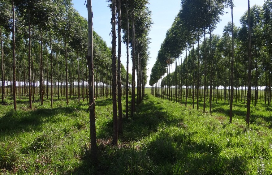 Paraguay Carbon Forum 2026 In Asunción Signals New Opportunities For Sustainable Investment