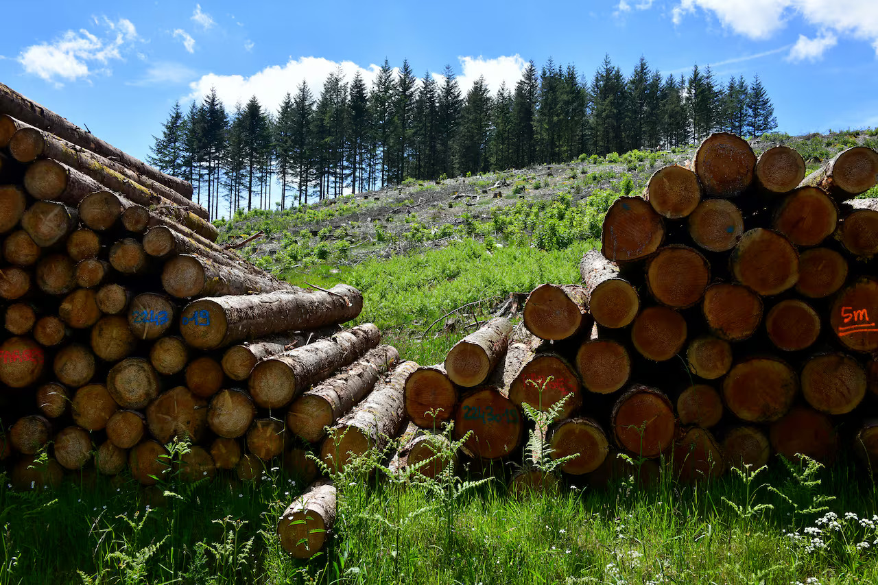 Paraguay’s Forestry Sector Surpassed US$100 Million In Exports In 2025