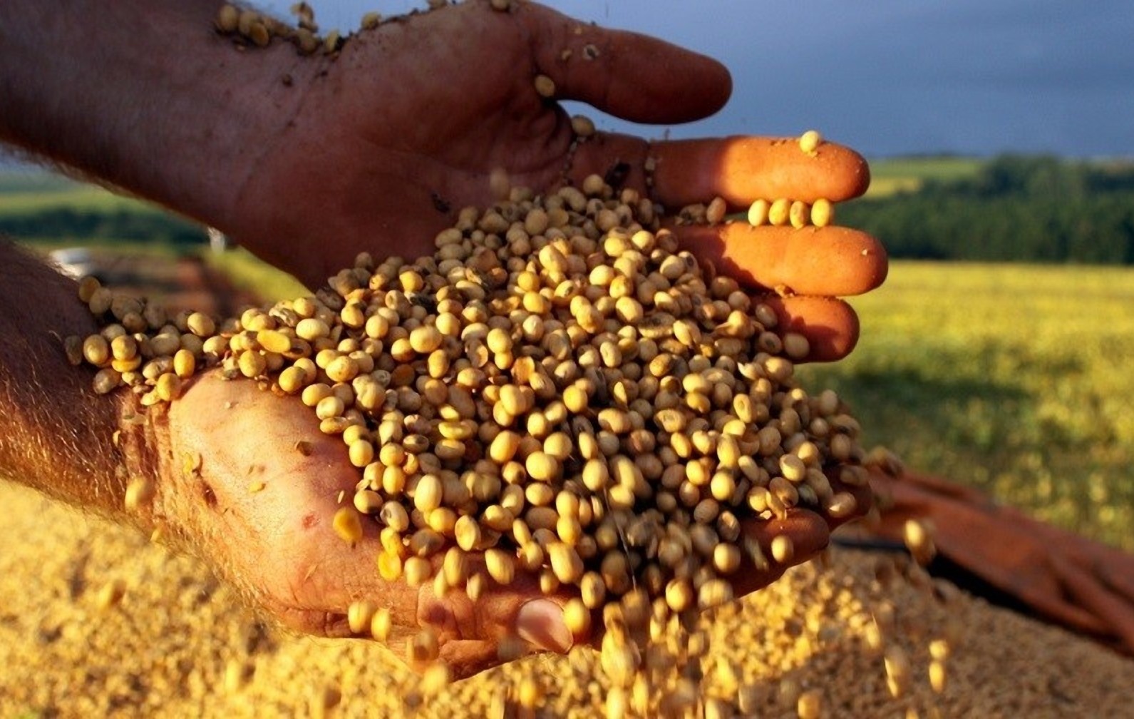 Paraguay’s Soybean Industry Closed 2025 With Record Milling And 17% Export Volume Surge