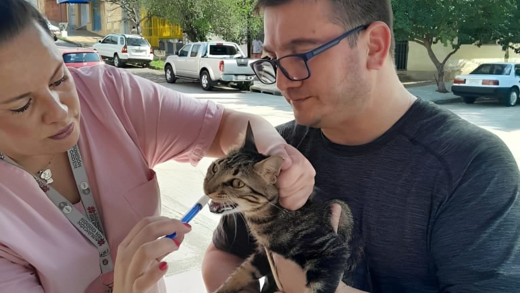 cat being vaccinated