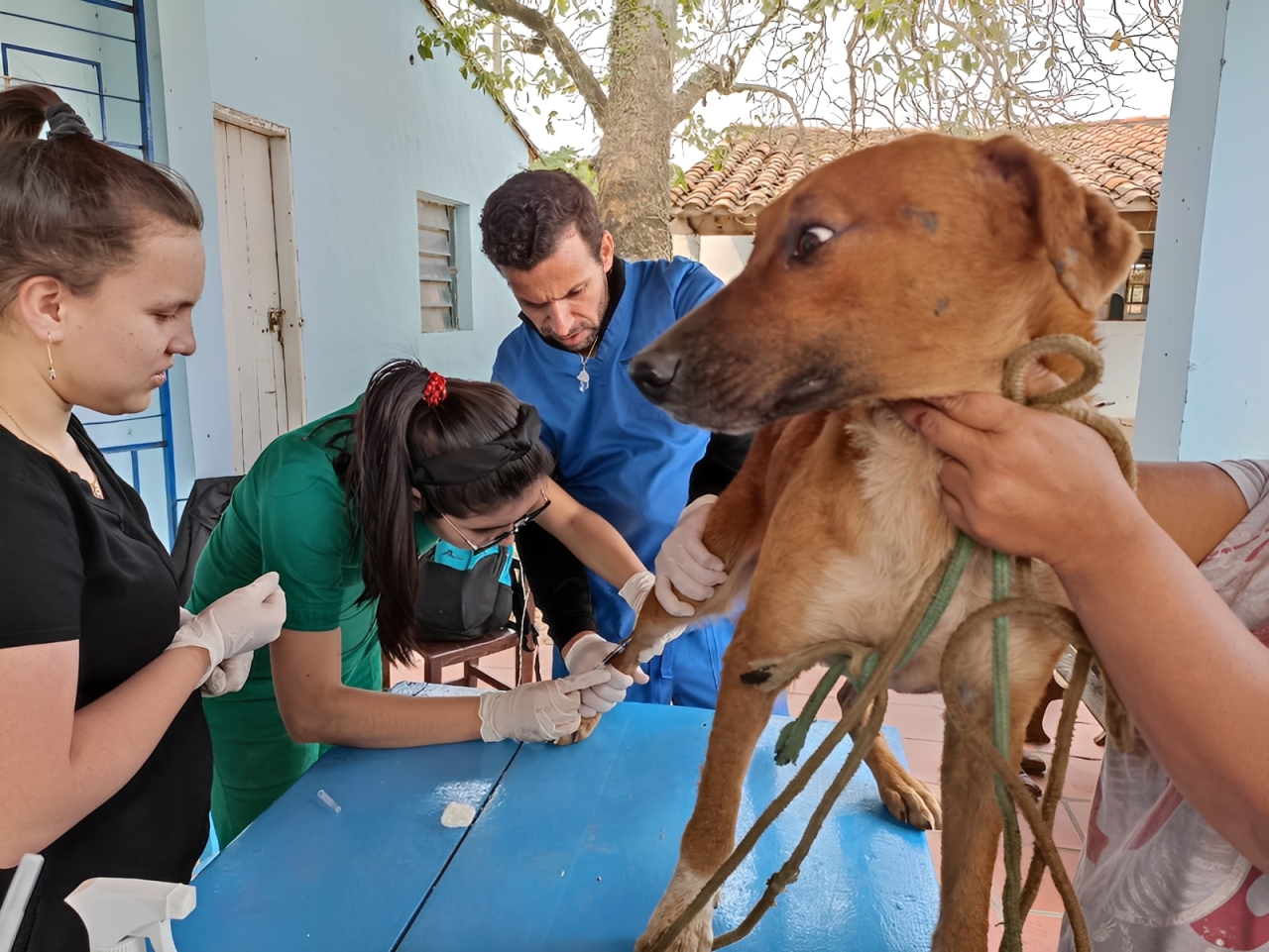 Paraguay Launches RAGAN: First National Registry To Block Animal Abusers From Adopting Pets