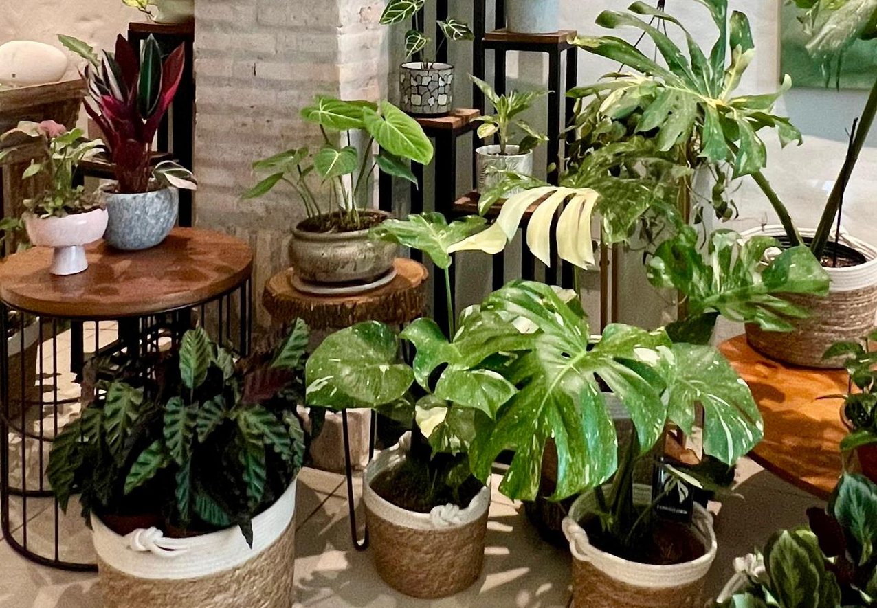 Exotic Plants Fair Brings Rare Green Treasures To Asunción