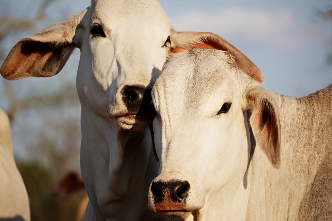 Paraguay Expands Global Meat Exports With Türkiye Audit And UAE Market Approval