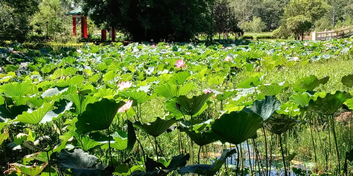 lotus flowers