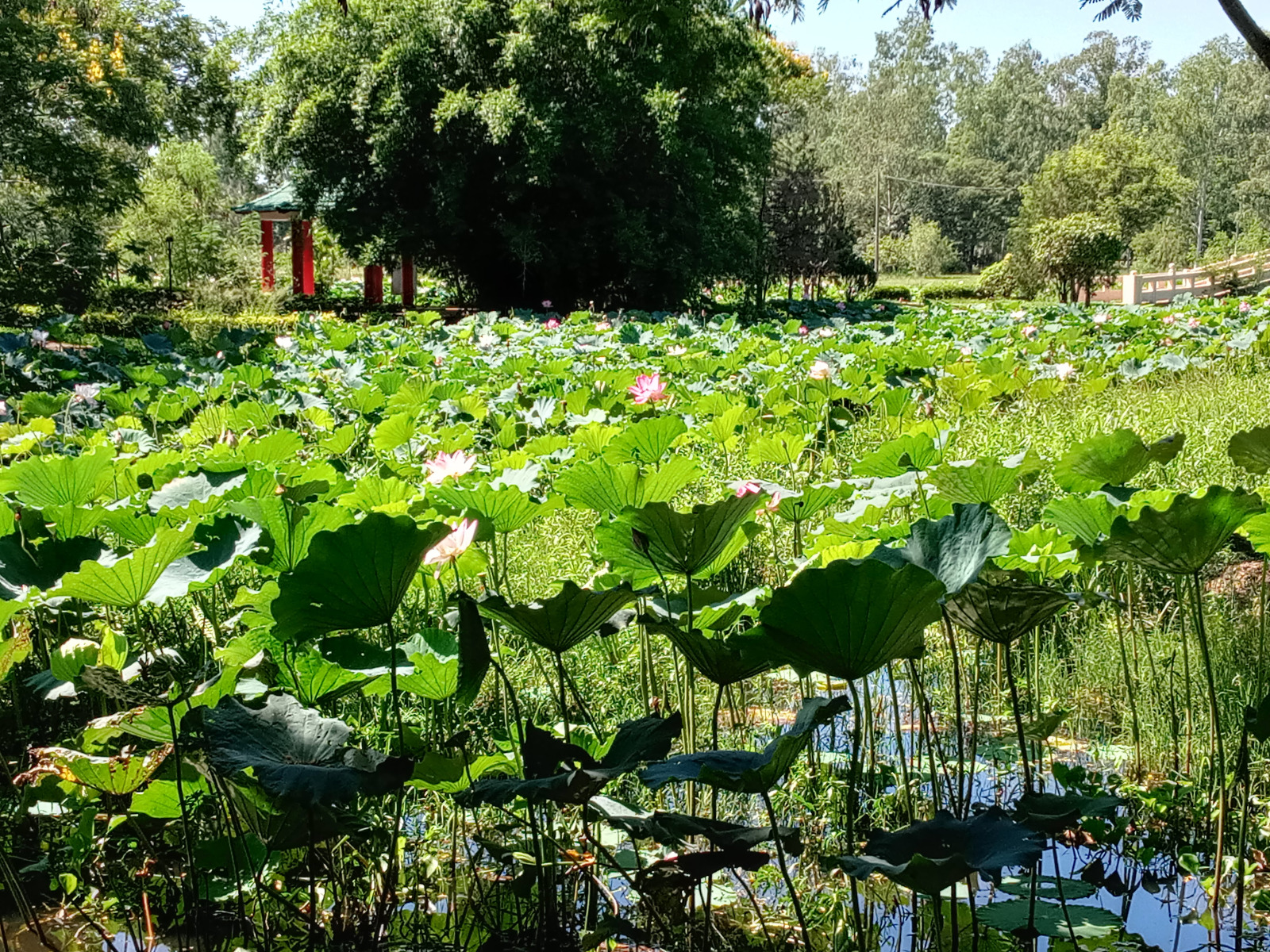 Pink And Purple Magic In Paraguay: Lotus Season Creates Serene Escape In Ñu Guasu Park