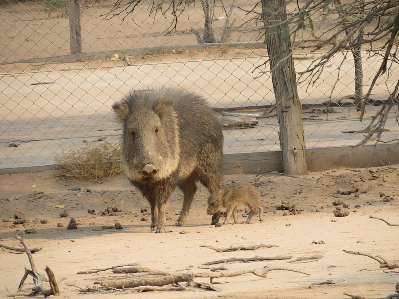Meet The Taguá, Paraguay’s Relic And One Of Its Most Unique Animals