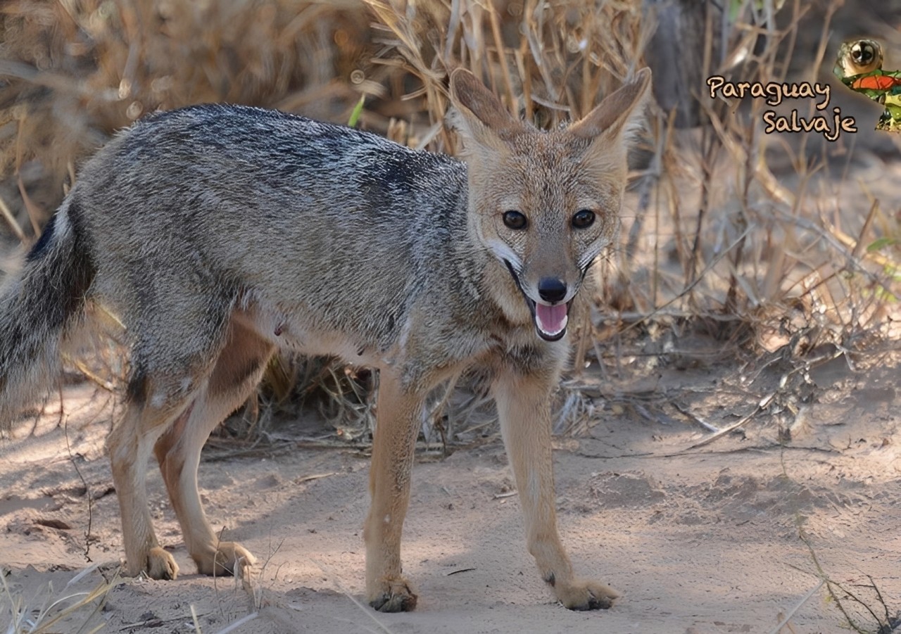 Spotted! Urban Wildlife Thrives At Parque Guasu Metropolitano In Paraguay