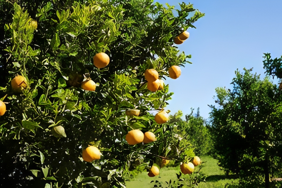 Oranges, more common and sweeter during winter