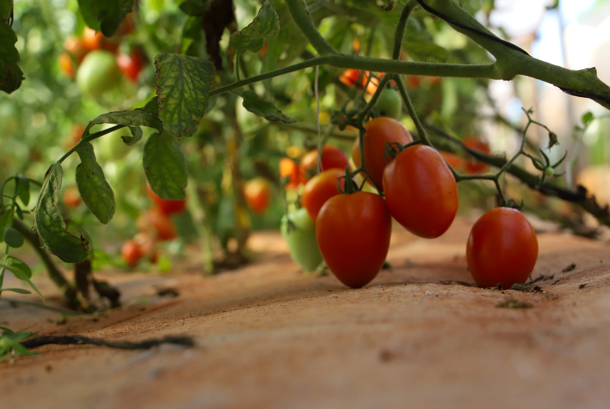 Paraguay Ends Summer Tomato Drought: Historic Harvests Thrive In Extreme Heat