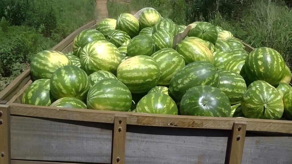 Watermelons, typical seasonal fruit in the summer