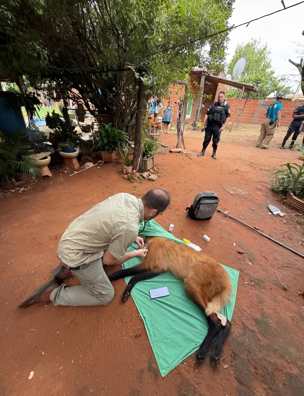 Aguará Guasú Rescued And Released After Urban Sighting In Asunción