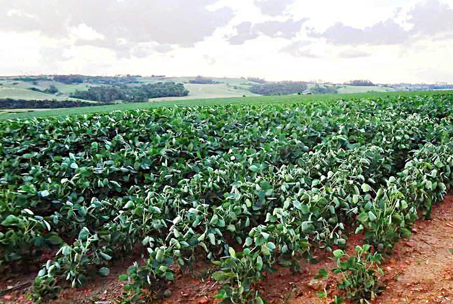 Soybean harvest is expected to improve Paraguay´s economy