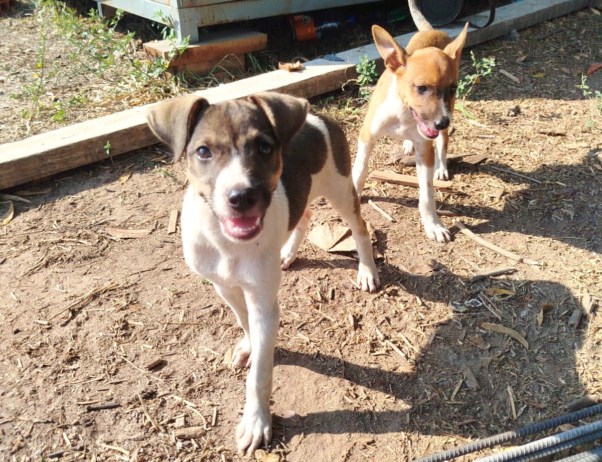Animal Rescue In Paraguay: Why Dog Adoption Matters More Than Ever