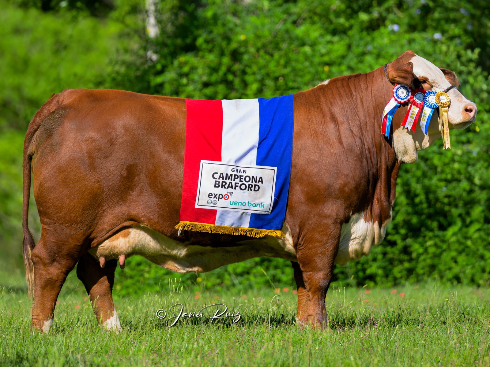 Another International Win For Paraguay As Braford Cow Takes World Title In USA
