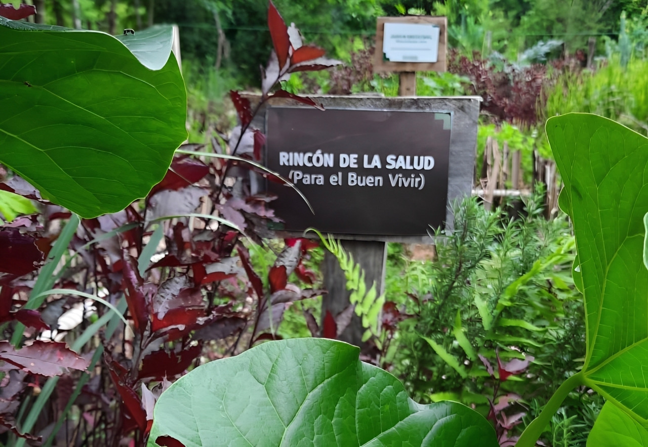Learn How To Grow Your Own Medicinal Garden In Asunción