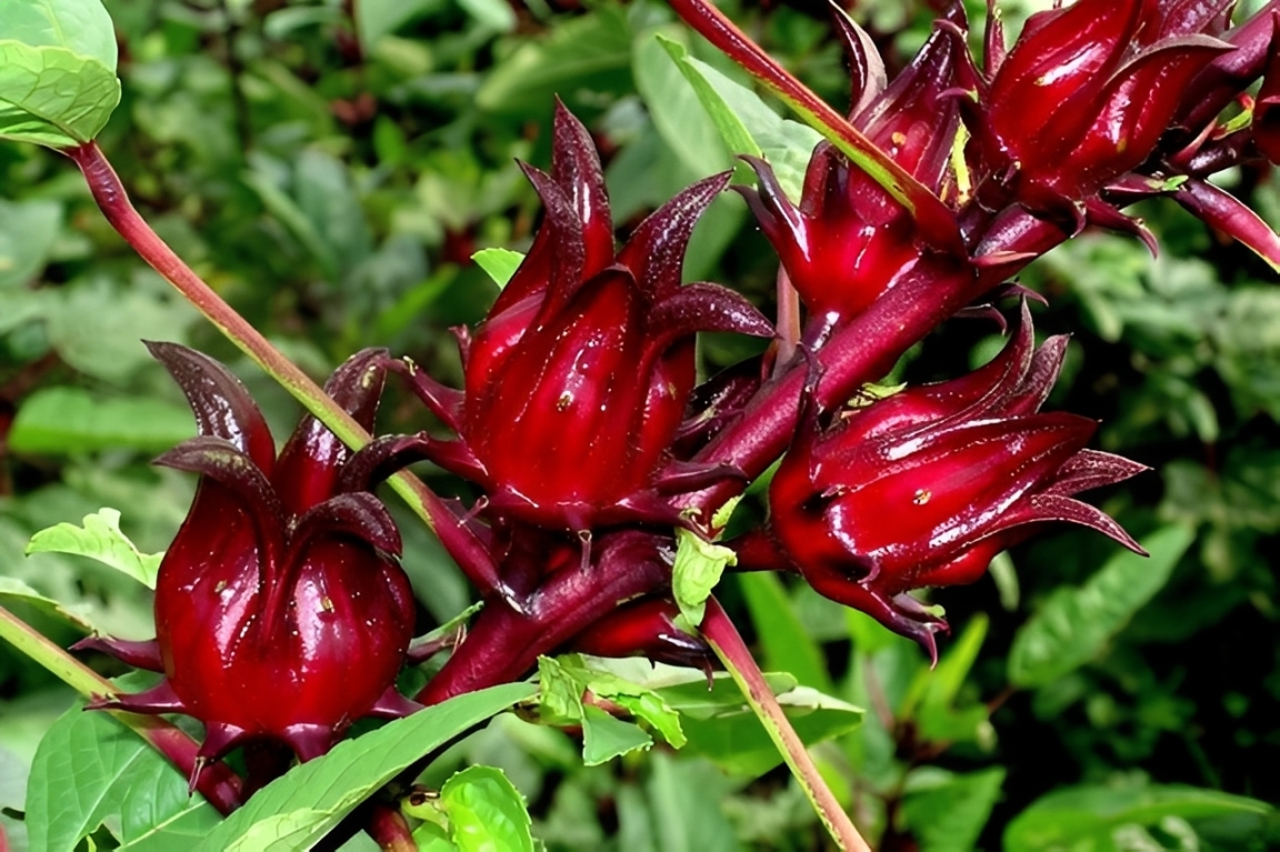 Roselle Flower Gains Attention In Paraguay For Its Agricultural And Industrial Potential