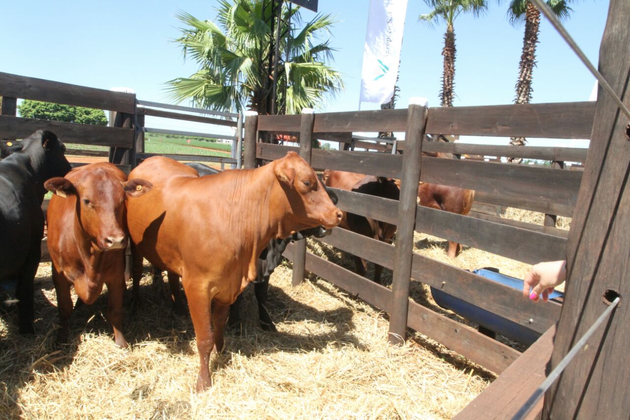 Paraguay’s Cattle Herd Recovery Advances As Numbers Stabilise At 12.7 Million