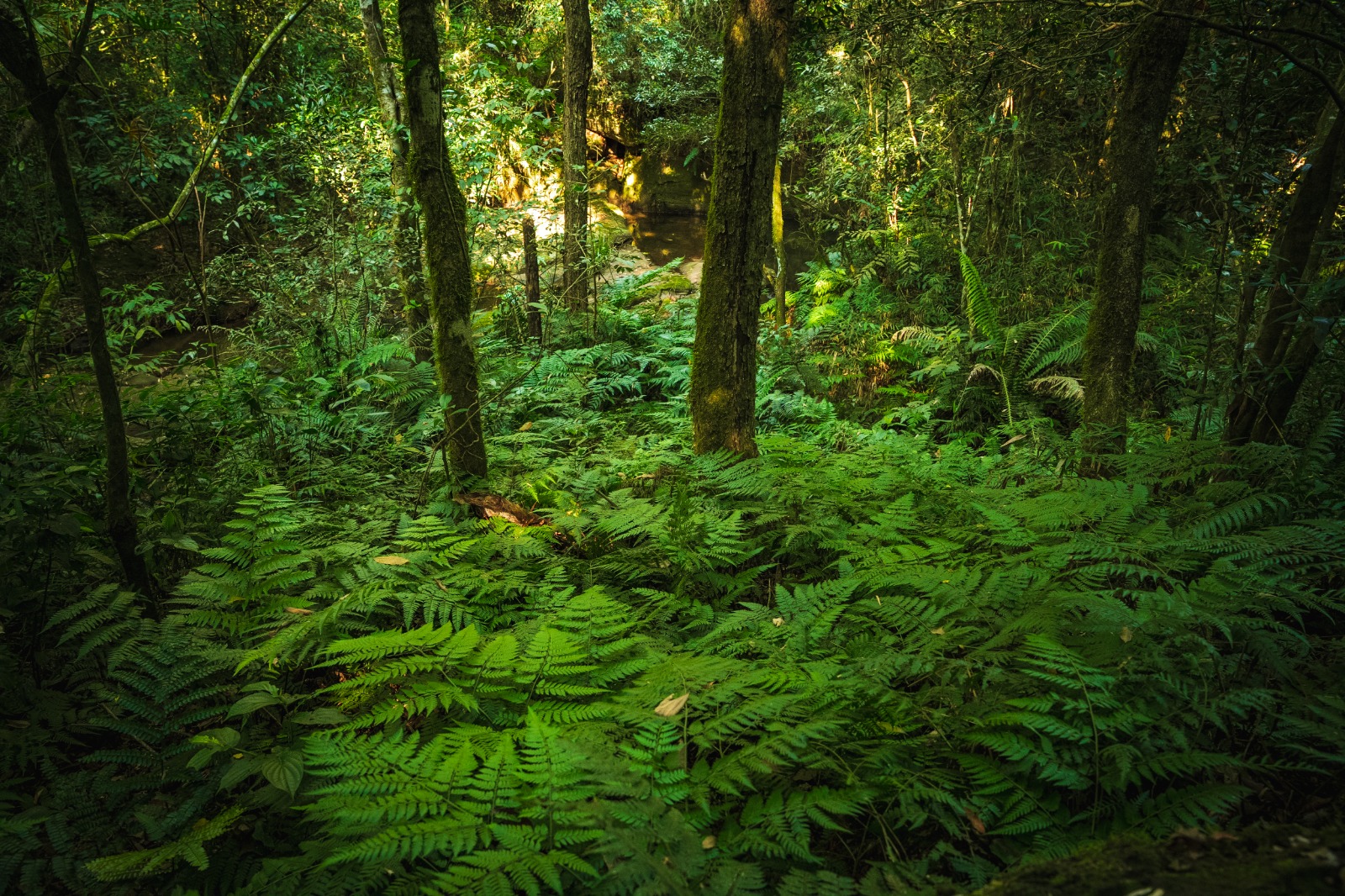 Paraguay Forest Inventory Reveals 250 Tree Species And 44% National Coverage