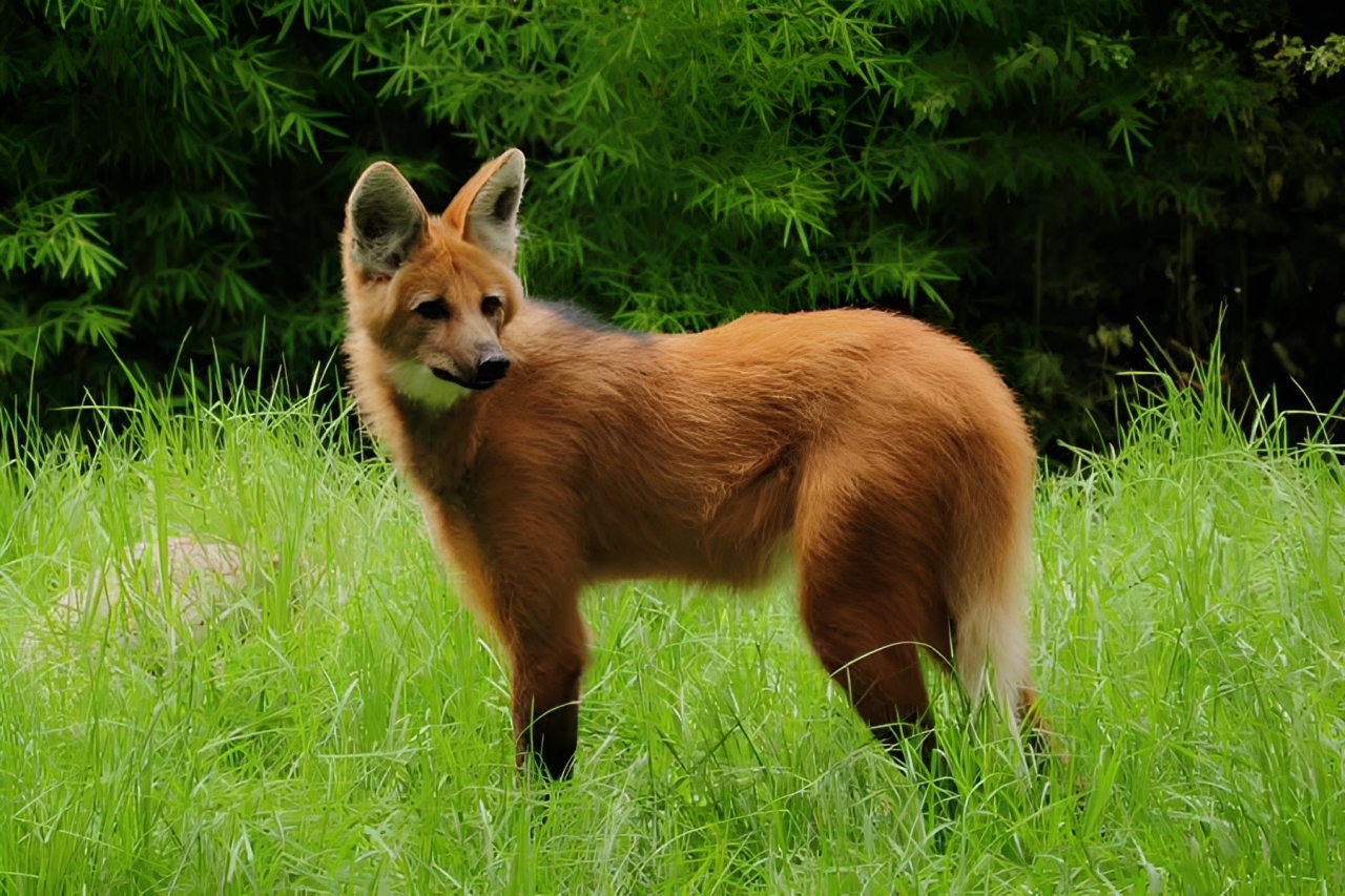 Meet The Aguará Guazú, Paraguay’s Shy Giant Of The Grasslands