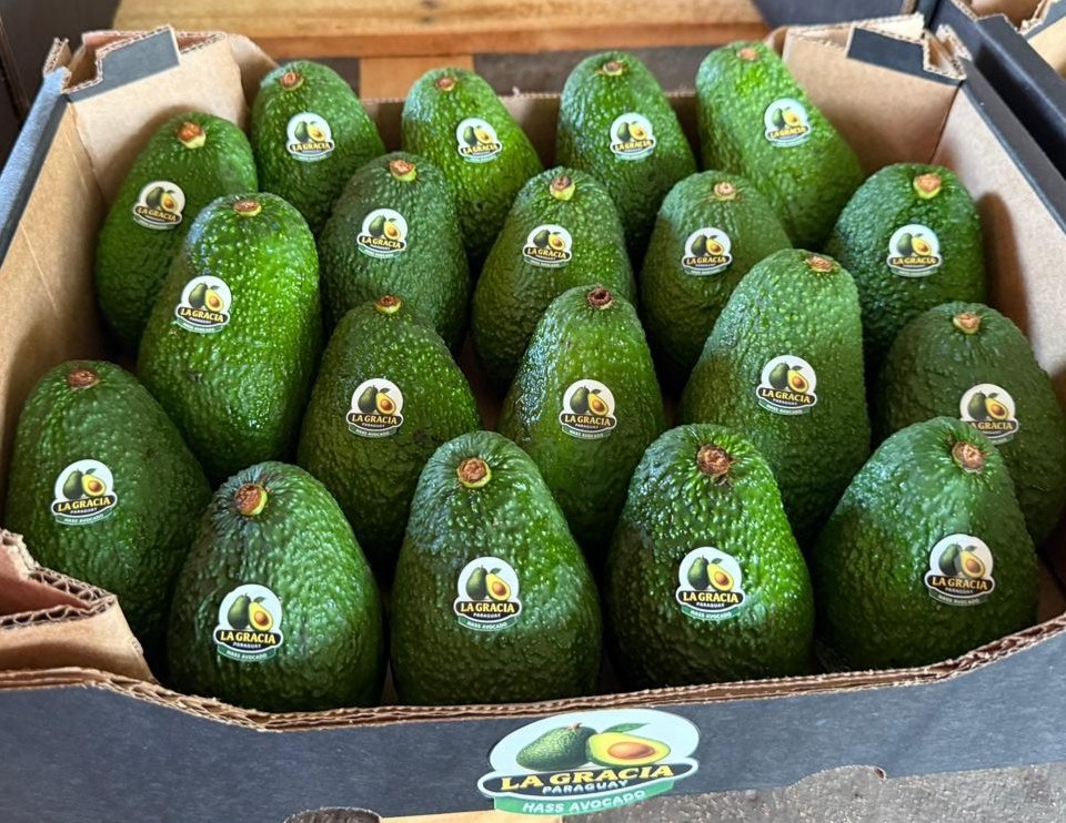 Paraguay’s Expanding Avocado Industry Exports First Hass Avocados Of 2026 To Argentina