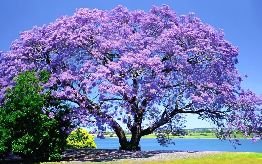 Jacarandá and world tree day