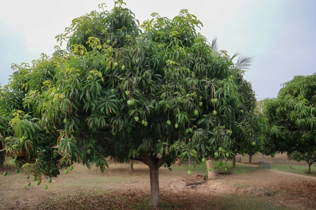 Mango tree 