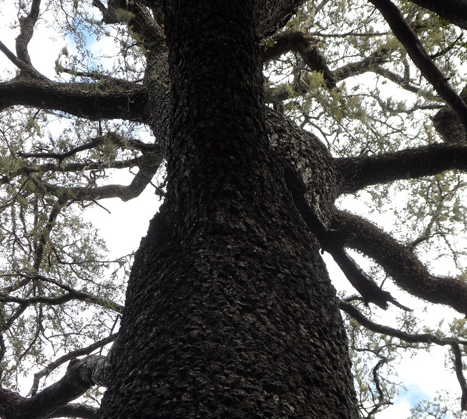 Quebracho and world tree day