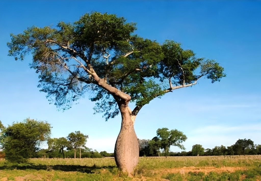 Samu´u and world tree day