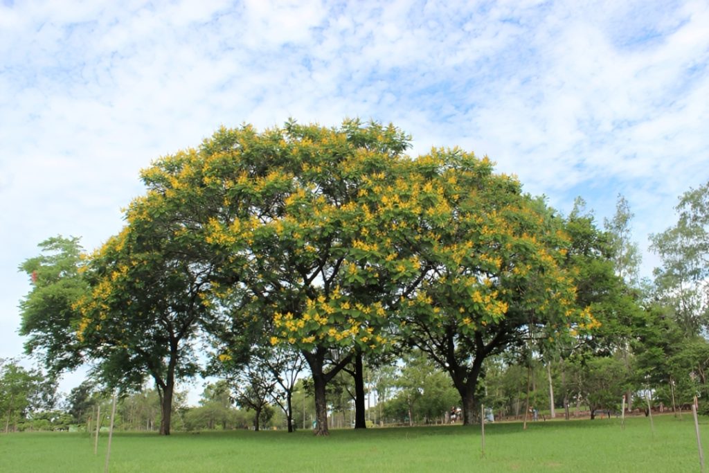 Yvyra pytã and world tree day