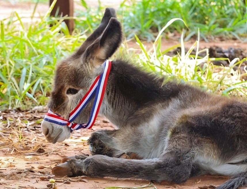 Newborn Donkey Solano Becomes Star Pupil At Paraguay’s Veterinary School