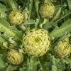 artichoke
