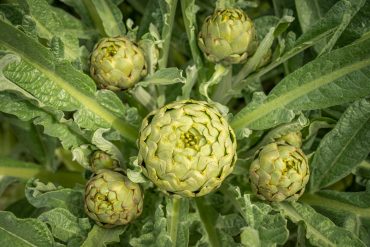 artichoke
