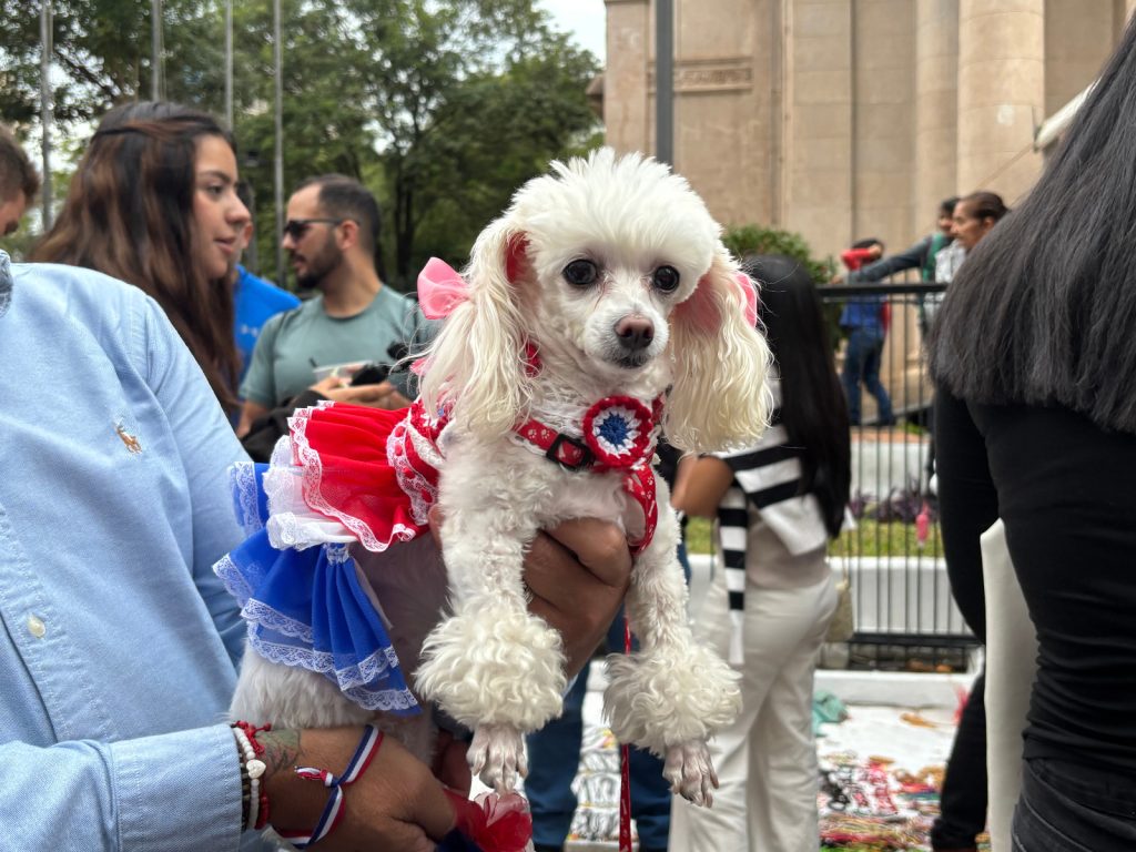 patriot dog