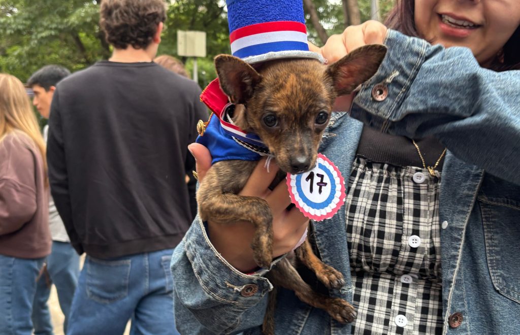 patriot dog