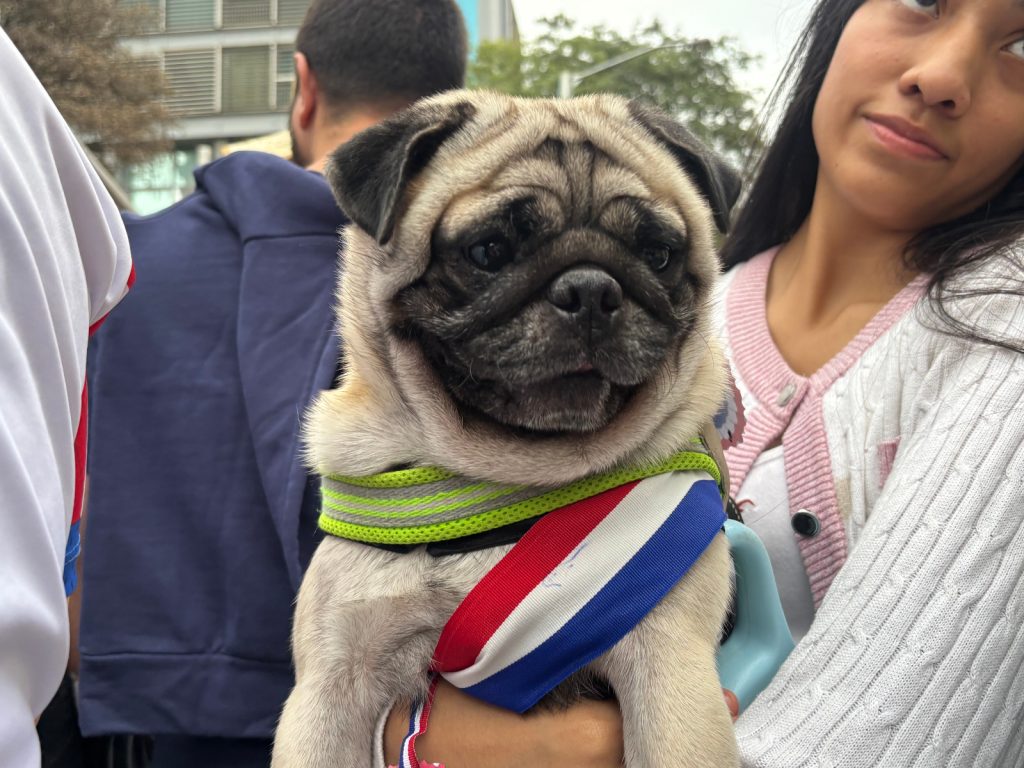 patriot dog