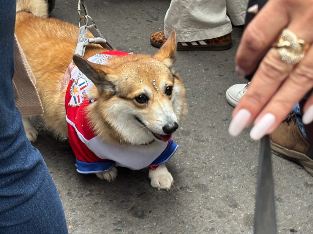 patriot dog