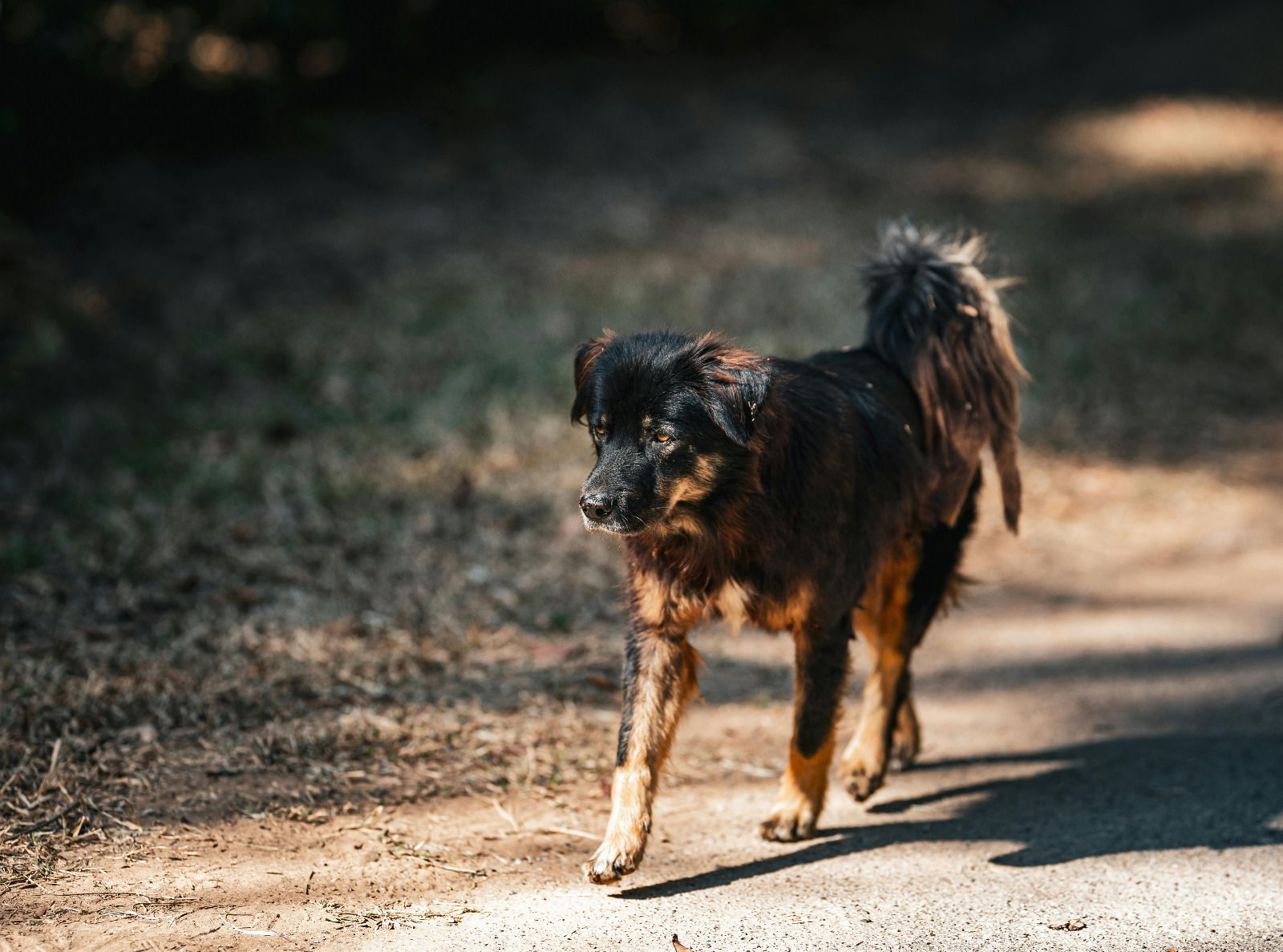 Mascotizate Fest 2026 Brings Free Veterinary Care To Asunción’s Costanera