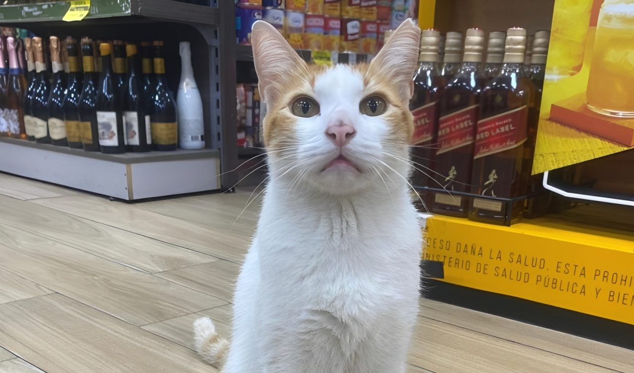 Meet Rubio, The Cat Who Guides Shoppers To Buy Him Food In Asunción