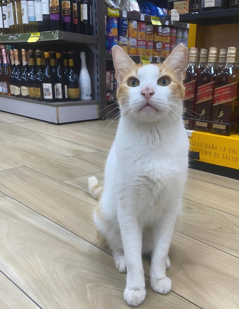 Rubio the cat 