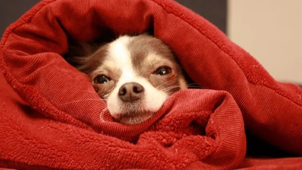 Pet-Friendly Winter Shelter For Cold Nights Opened In Asunción