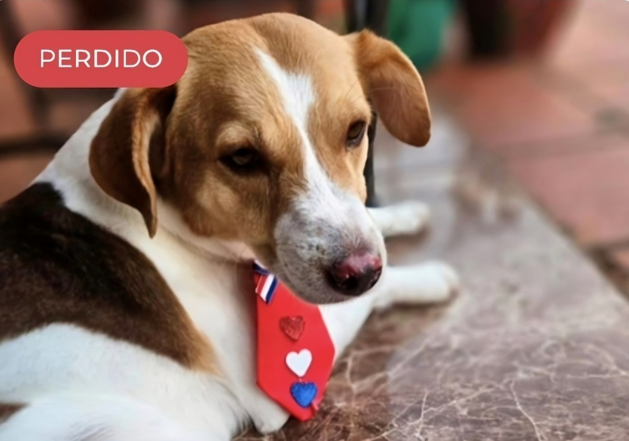 Paraguay’s Animal Welfare Directorate Adds Digital Section To Report Lost Pets