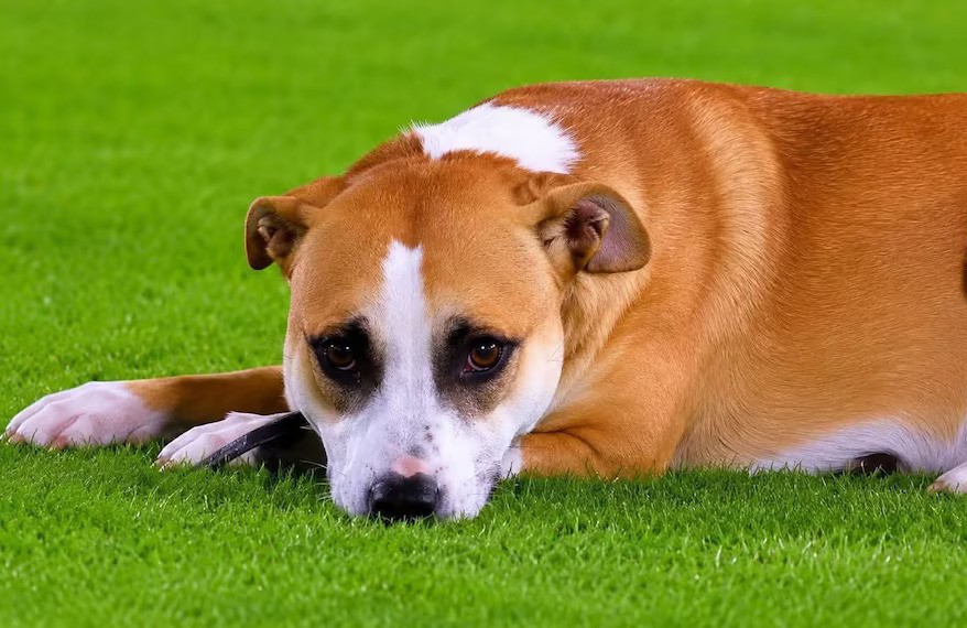 Paraguay’s New Mascot? How Puppy Dexter Became A Sensation Ahead Of The World Cup