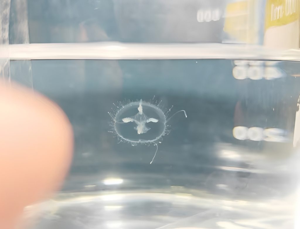 jellyfish