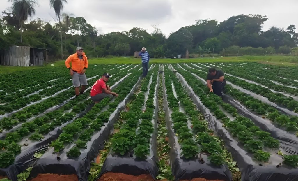 Strawberry season in Paraguay.