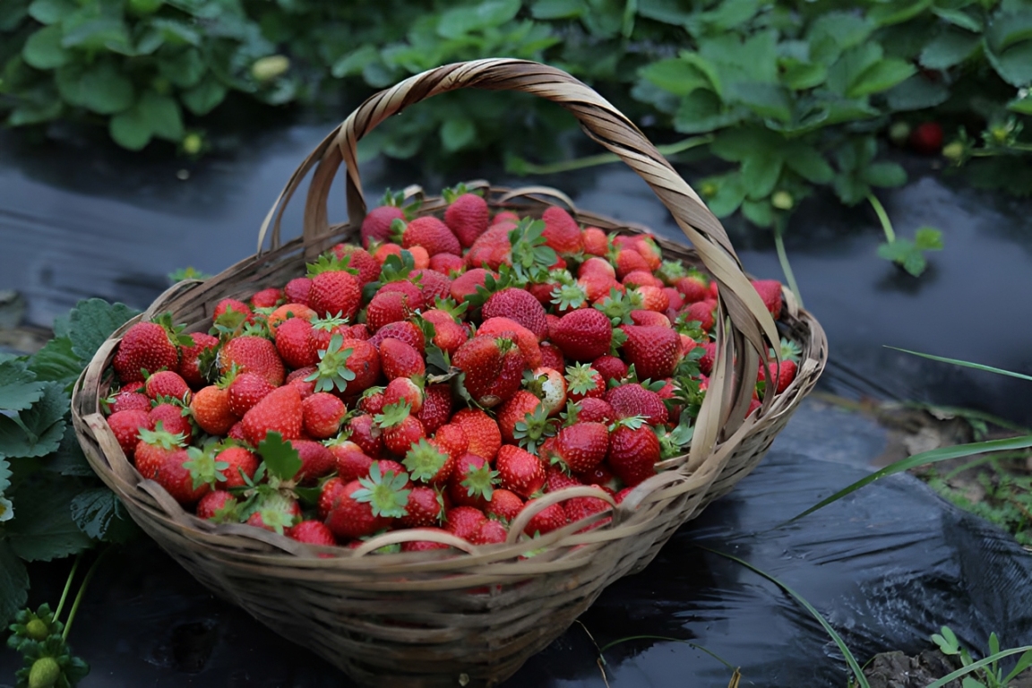 Paraguay’s 2026 Strawberry Season Begins With Strong Production Prospects