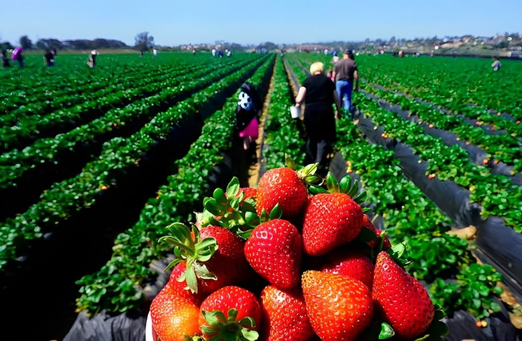 Strawberry season in Paraguay.