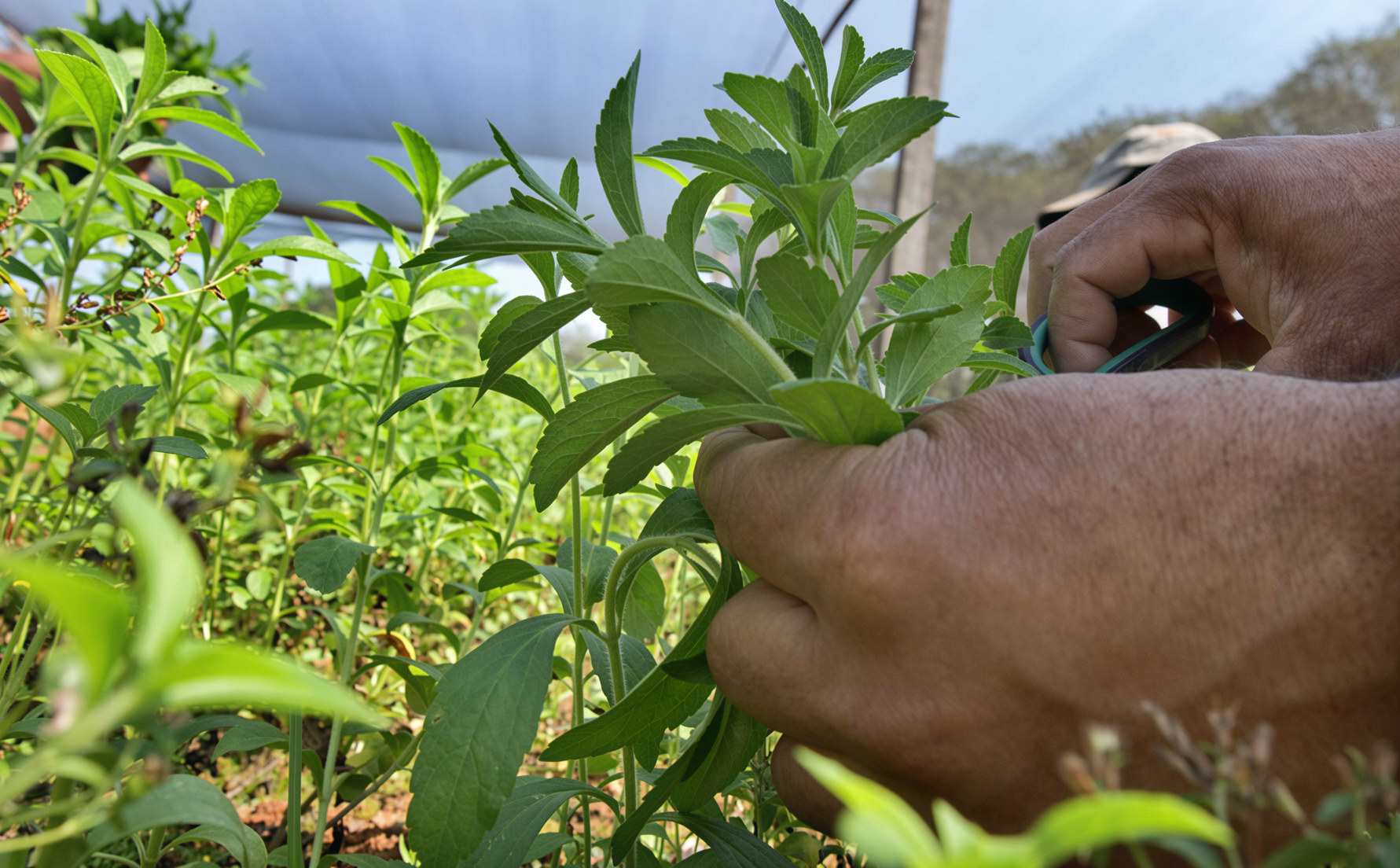 Paraguay’s Ka’a He’ẽ: The Guaraní Plant That Became The World’s Zero-Calorie Sweetener