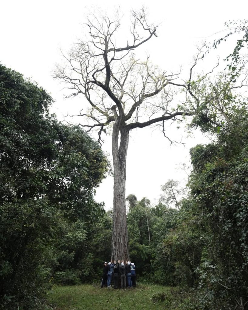 colosos de la tierra
